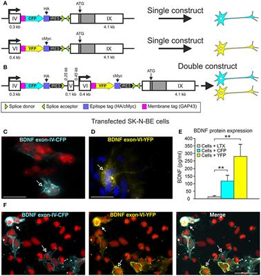 BDNF-Live-Exon-Visualization (BLEV) Allows Differential Detection of BDNF Transcripts in vitro and in vivo